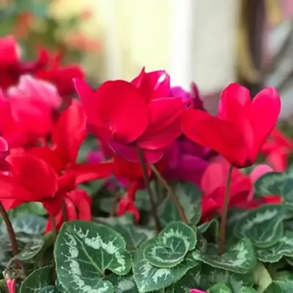 Red_Cyclamen_Flower_Planted