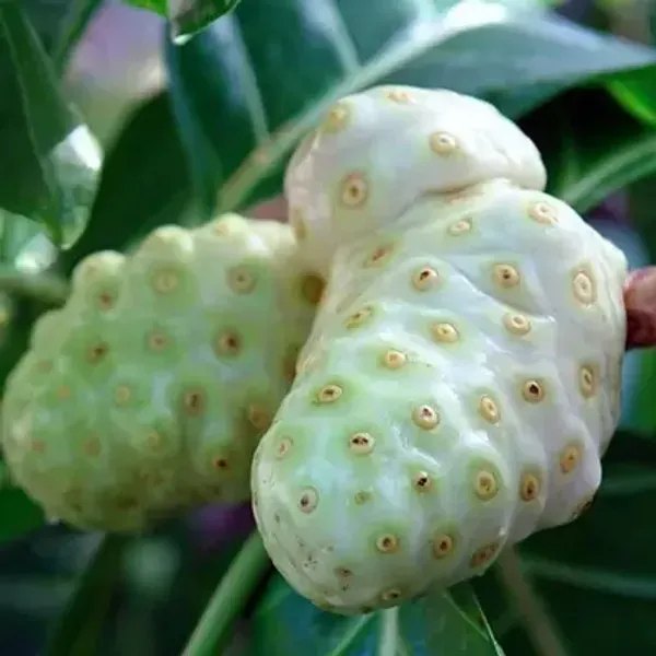Green_Perfect_For_Adding_Beauty_Nema_Noni_Fruit_Plant