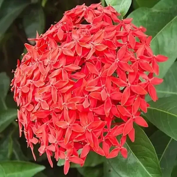 Red_Ixora_Flower_Plant