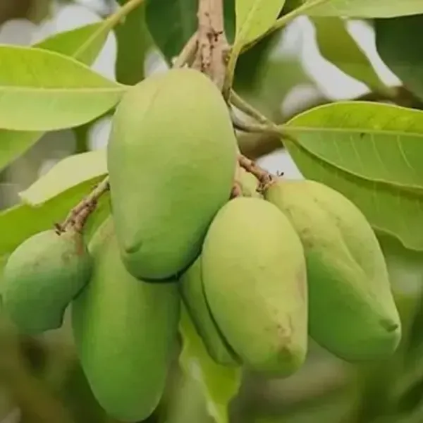 Green_Bari_11_Grafting_Mango_Fruit_Plant
