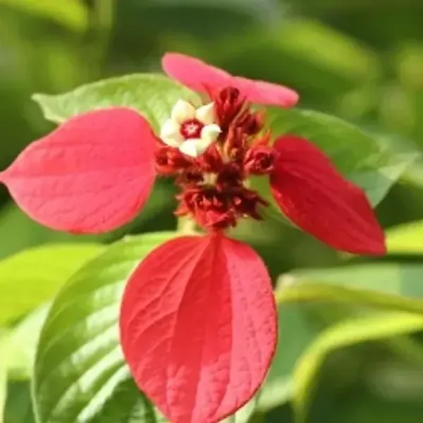 Red_Mussaenda_Philippica_Flower_Plant