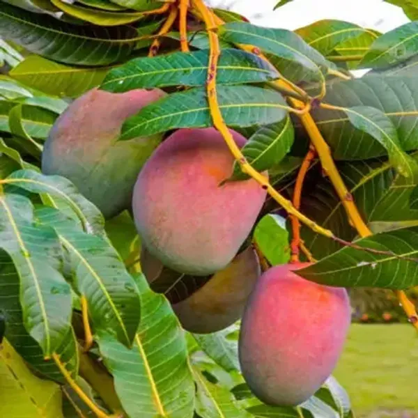Multicolor_Mango_Suvarnarekha_Grafted_Fruit_Plants