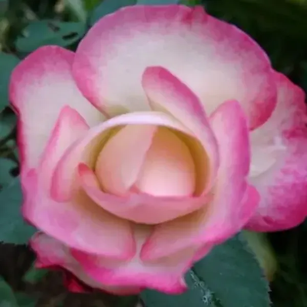 Pink_Princess_Of_Monaco_Rose_Flower_Plant
