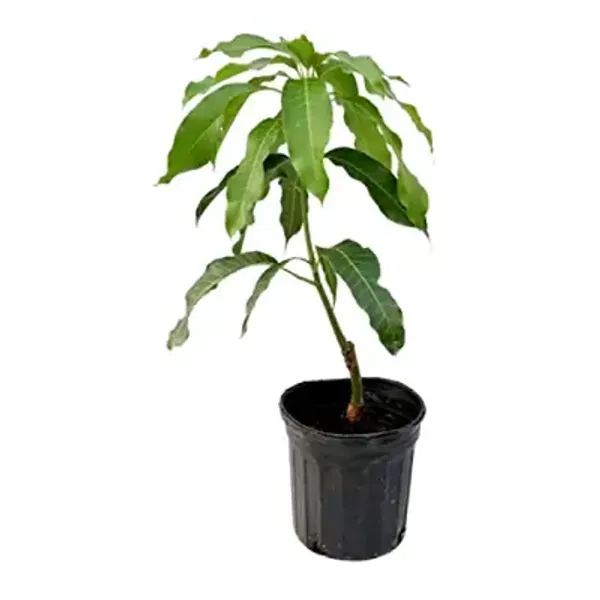 Yellow_Sita_Bhog_Mango_Grafting_Plant