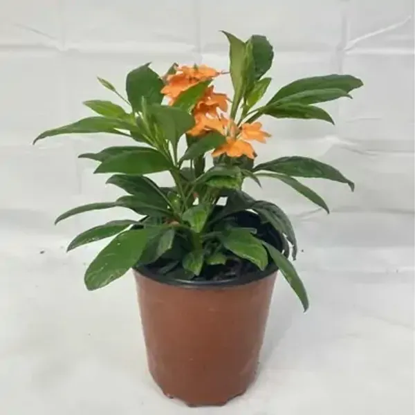 Orange_Cross_Andra_Flower_Plant
