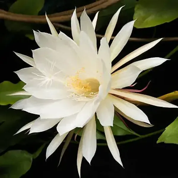 White_Bramha_Kamal_Flower_Plant