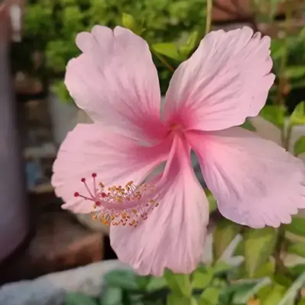 Pink_Puna_Variety_Grafted_Hibiscus_Flower_Plant