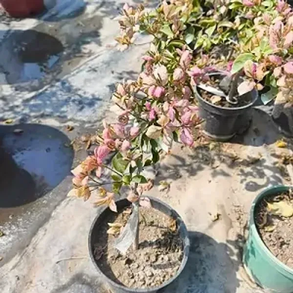 Pink_Geisha_Bougainvillea_Plant