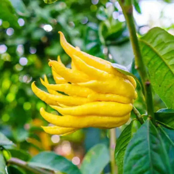 Yellow_Buddha_Plamfingure_Lemon_Fruit_Plant