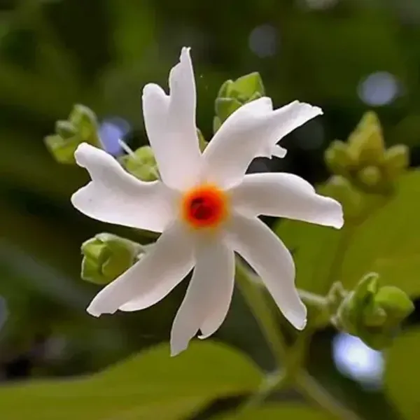 White_All_Time_Parijat_Night_Blooming_Jasmine_Flower_Plant