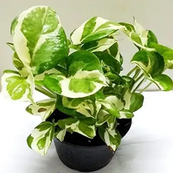 Green_Veigated_Money_Perfect_For_Adding_Beauty_Plant