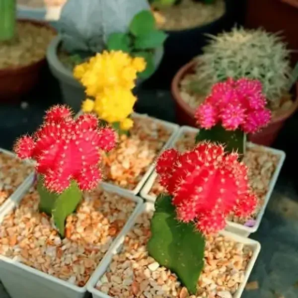 Red_Premium_Perfect_For_Adding_Beauty_Moon_Cactus