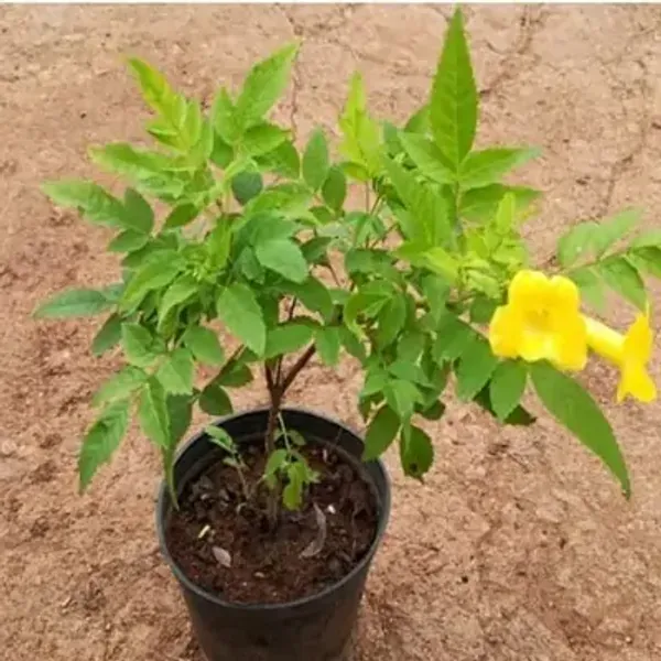 Yellow_Tecoma_Flower_Plant