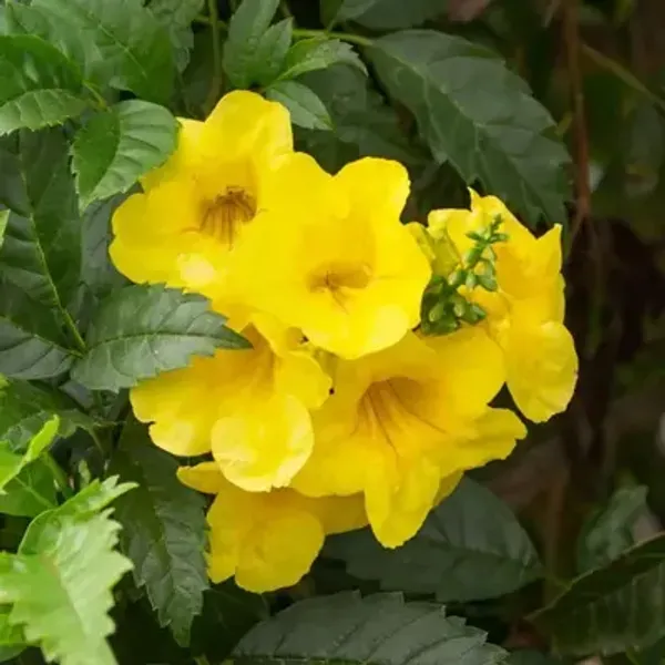 Yellow_Tecoma_Flower_Plant