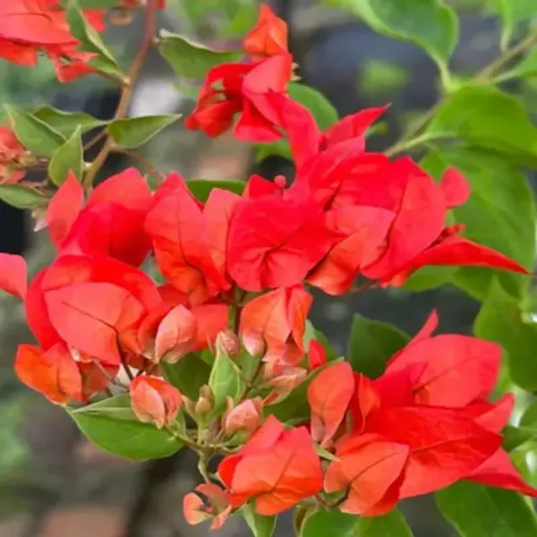 Red_Chilli_Bougainvillea_Flower_Plant