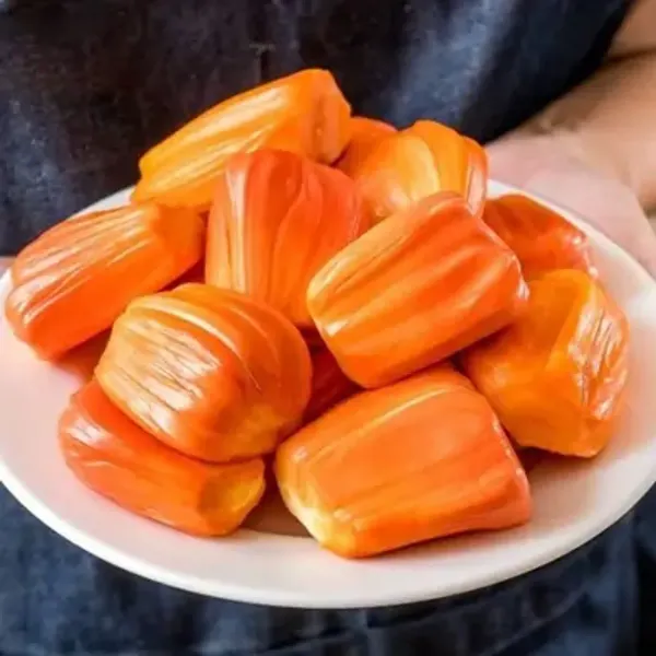 Red_Jackfruit_Grafted_Fruit_Plant