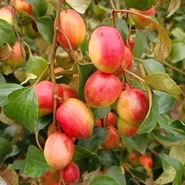 Red_Thai_Variety_Red_Apple_Ber_Grafting_Fruit_Plant
