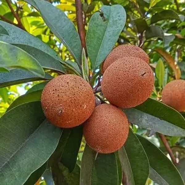 Orange_Thai_Variety_Grafted_Chikoo_Fruit_Plant