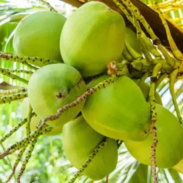 Green_Kerala_Coconut_Fruit_Plant