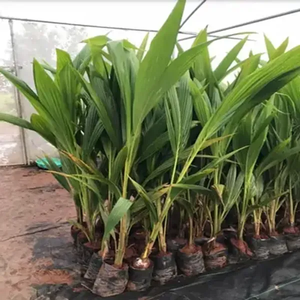 Green_Kerala_Coconut_Fruit_Plant