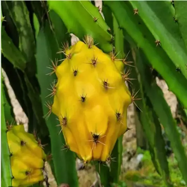 Yellow_Dragon_Fruit_Plant