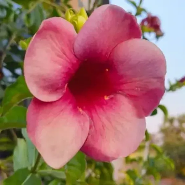 Purple_Allamanda_Flower_Plant