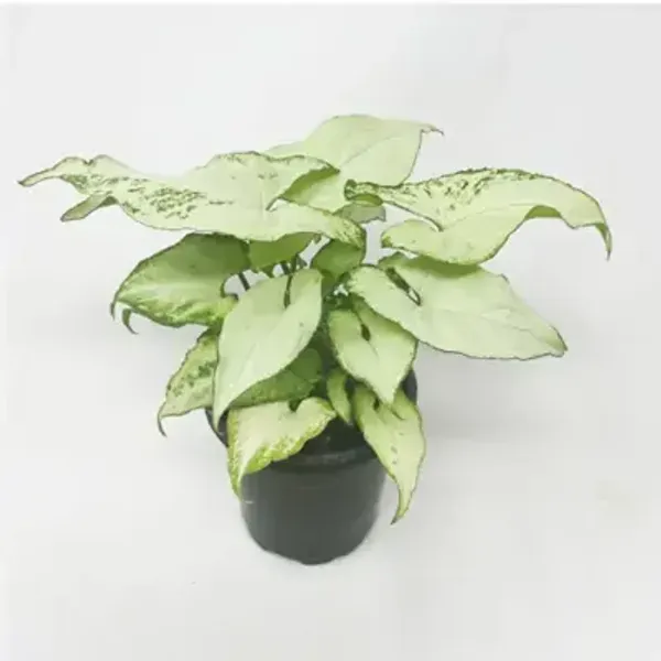 White_Syngonium_Plant