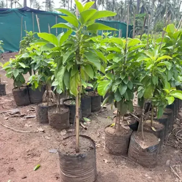 Black_Hass_Avocado_Fruit_Plant