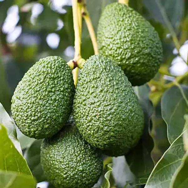 Avocado_Grafted_Fruit_Plant