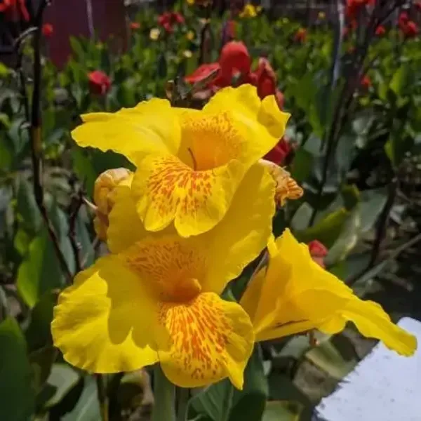 Yellow_Canna_Indica_Yellow_Flower_Plant