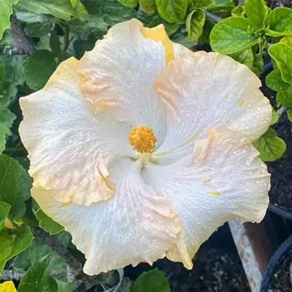 White_American_Variety_Hibiscus_Flower_Plant