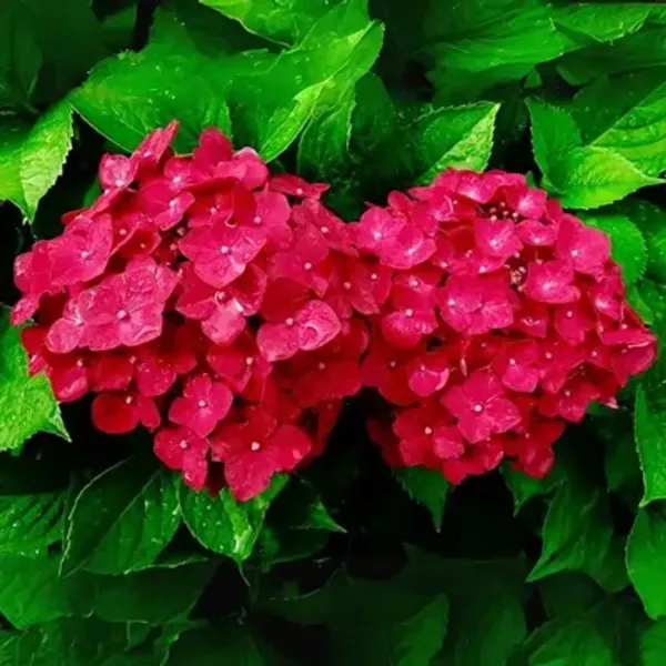 Red_Hybrid_Hydrangea_Flower_Plants
