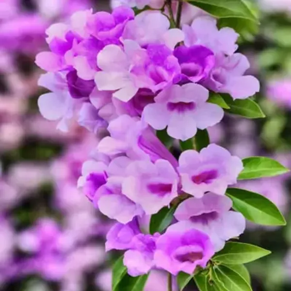 Garlic_Vine_Flower_Plant