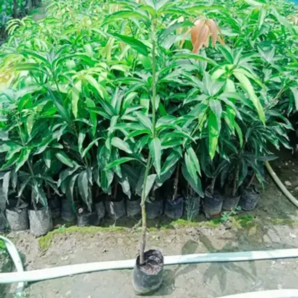 Banana_Mango_Grafted_Fruit_Plant