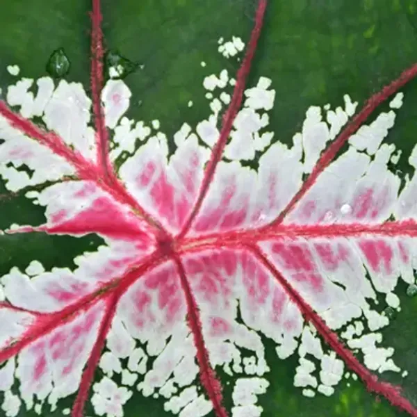 Multicolor_Caladium_Bicolor_Syngonium_Plant