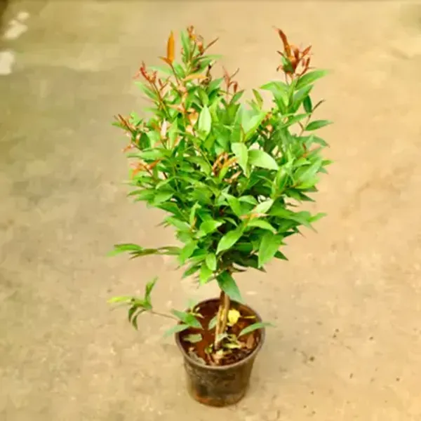 Orange_Syzygium_Christina_Tropical_Live_Plant
