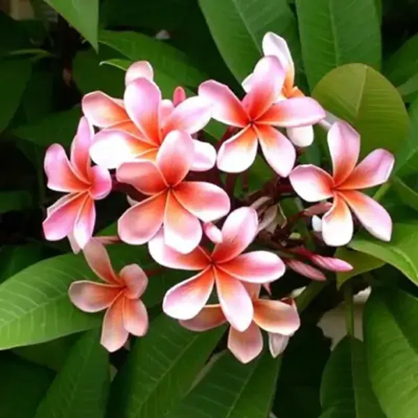Pink_Orange_Dwarf_Variety_Plumeria_Flower_Plant