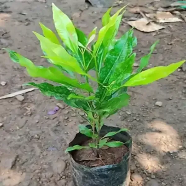 Clove_Plants_Lobongo