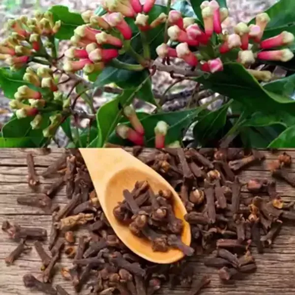 Clove_Plants_Lobongo
