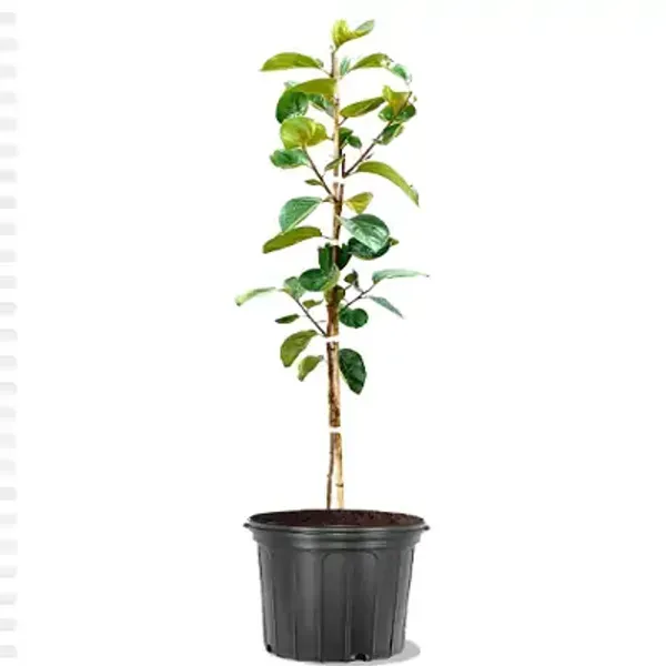 Yellow_Persimmon_Grafted_Amp_Hybrid_Fruit_Plant