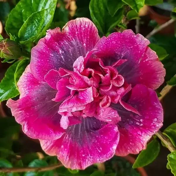 Pink_Double_Petal_Variety_Grafted_Hibiscus_Flower_Plant