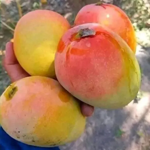 Yellow_Ambika_Mango_Grafted_Amp_Hybrid_Fruit_Plant