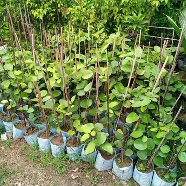 Red_Sandalwood_Chandan_Plant