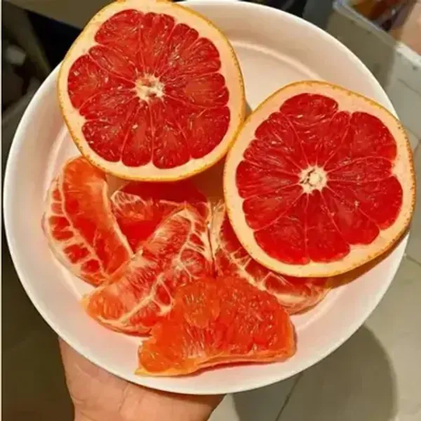 Red_Orange_Morocco_Grafted_Lemon_Fruit_Plant