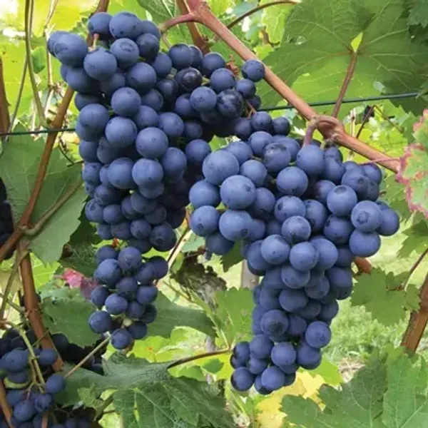 Black_Grapes_Fruit_Plant