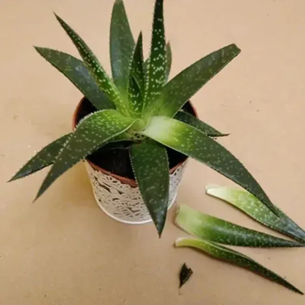 Green_Perfect_For_Adding_Beauty_Gasteria_Tukhelensis