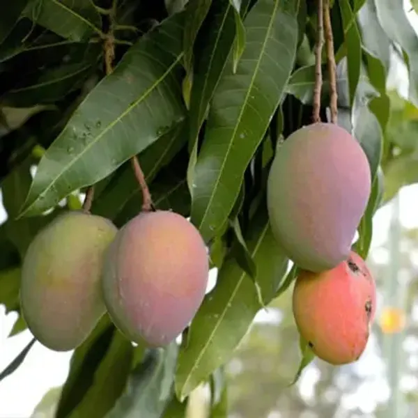 Yellow_Thai_All_Time_Grafted_Mango_Fruit_Plant