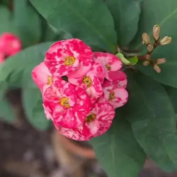 Pink_Euphorbia_Milii_Flower_Plant