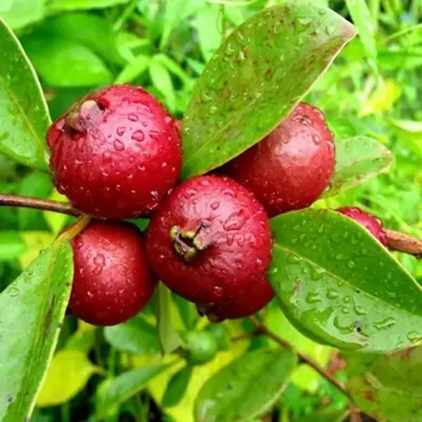 Red_Strawberry_Guava_Grafted_Fruit_Plant