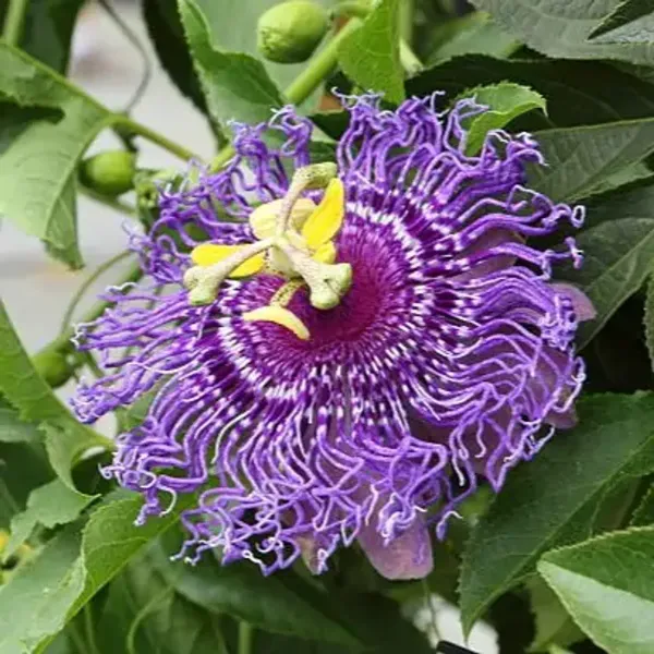 Blue_Passion_Flower_Plants